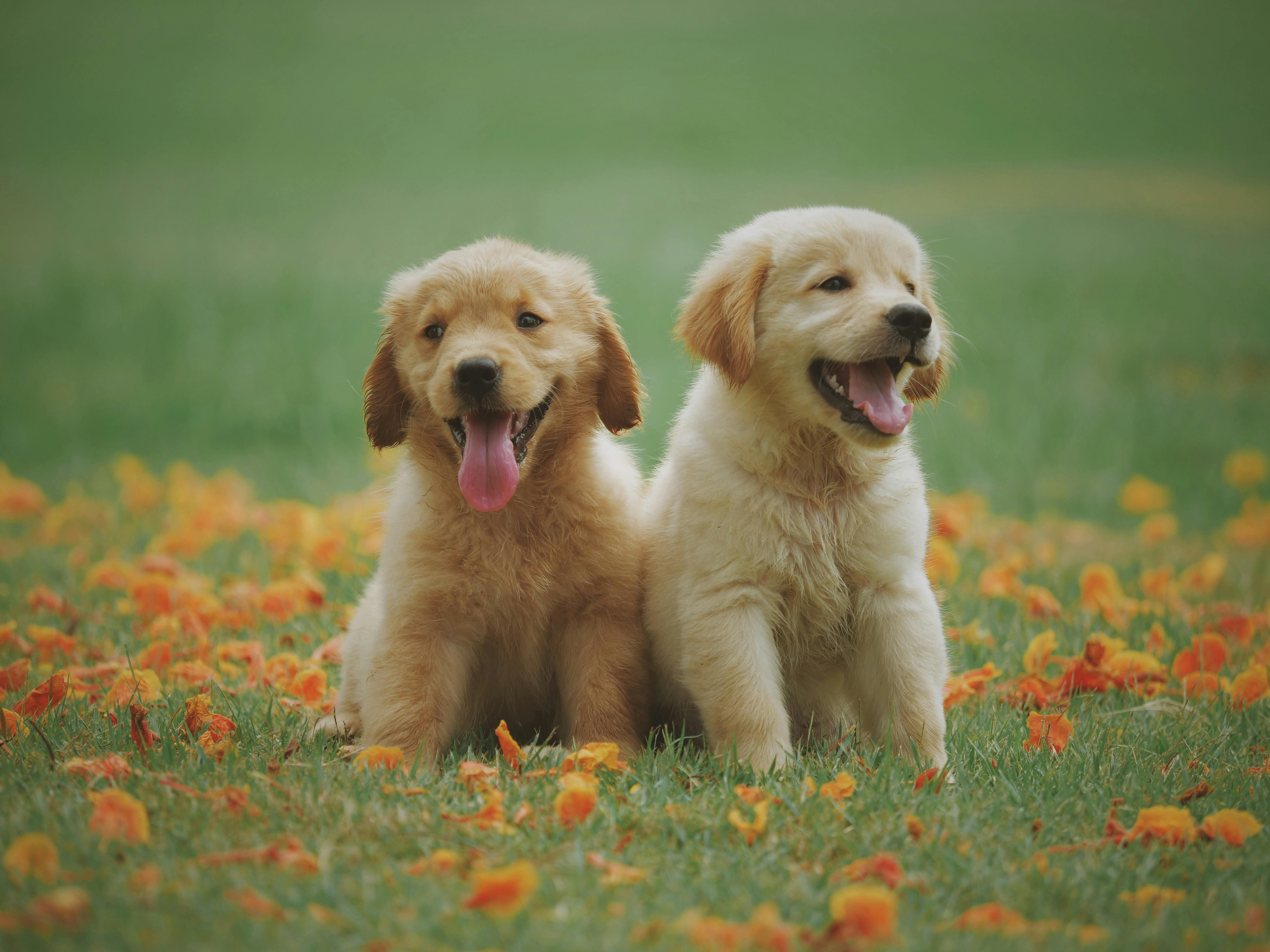 $20,000 Lesson: What Landlords Should Know About Emotional Support Animal Laws